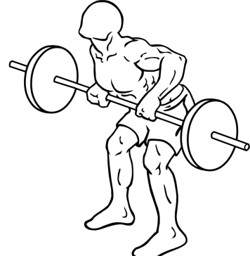 Rear Deltoid Row Barbell 2