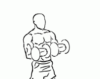 Biceps Curl Reverse with Dumbbells Biceps Curl Reverse with Dumbbells 2