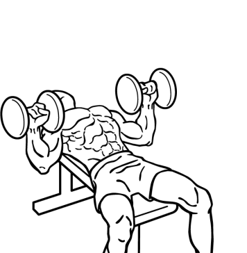 dumbbell bench press 2