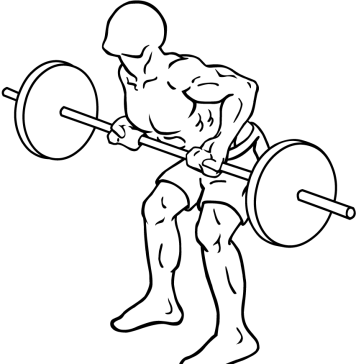 Reverse Grip Bent Over Barbell Row 2