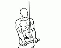 Reverse Grip Triceps Pushdown reverse grip triceps pushdown 2