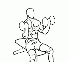 Seated Inner Biceps Curl with Dumbbell 1