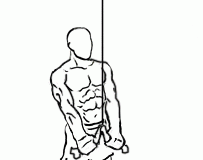 Triceps Pushdown with Cable Triceps Pushdown with Rope and Cable 2