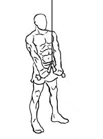 triceps pushdown with rope 2
