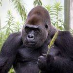 muscle gorilla