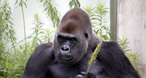 5 Hacks to Build More Muscle get muscular fast