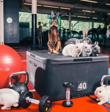 Virgin Active Easter Gym Bunnies upscaled