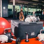 Virgin Active Easter Gym Bunnies 2 large transW KccWcta7CL8HIlEu6tXHpwevs72SjLc7a8ezLFOB0