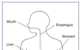 Your Digestive System and How It Works digest