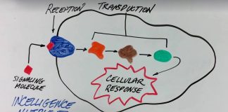 What is Cell Signaling? An In-Depth Exploration Cell Signaling