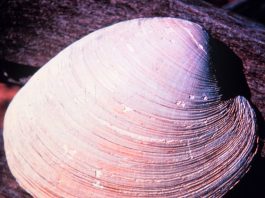 A hard-shell, North Atlantic clam with a centuries-long lifespan is yielding insights on cardiovascular aging that could potentially extend to mammals (including humans).
