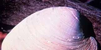 A hard-shell, North Atlantic clam with a centuries-long lifespan is yielding insights on cardiovascular aging that could potentially extend to mammals (including humans).