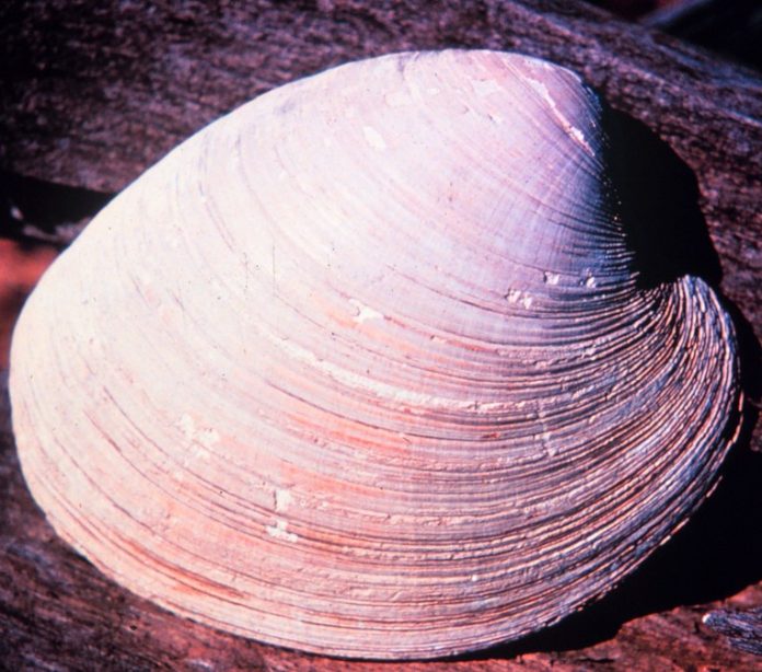 A hard-shell, North Atlantic clam with a centuries-long lifespan is yielding insights on cardiovascular aging that could potentially extend to mammals (including humans).