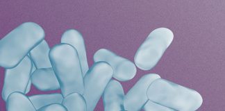 Probiotic/Prebiotic Combination Reduces Behavioral Symptoms Associated With Stress Probiotic