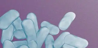 Probiotic