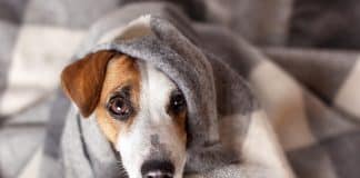 Your pet can avoid summertime anxiety by taking the flower essence remedy Your pet can avoid summertime anxiety by taking flower essence remedy