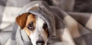 Your pet can avoid summertime anxiety by taking flower essence remedy