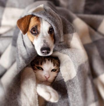 Your pet can avoid summertime anxiety by taking flower essence remedy